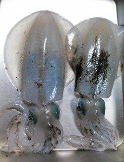 エギングランガン☆ええヒキめっちゃ楽しめました！