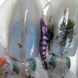 エギングランガン☆ええヒキめっちゃ楽しめました！