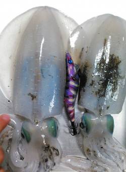 エギングランガン☆ええヒキめっちゃ楽しめま…