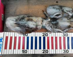 地磯のアオリ好調キープ、連日400gオーバ…