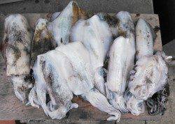 地磯のアオリ好調キープ、連日400gオーバーでてます！