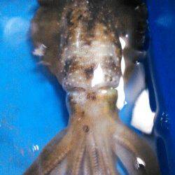 柴山港、ファーストヒットは19cmのメスのアオリ！