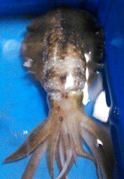 柴山港、ファーストヒットは19cmのメスのアオリ！