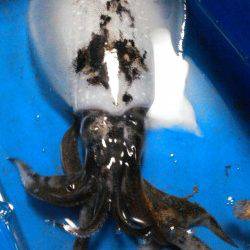 柴山港、ファーストヒットは19cmのメスのアオリ！