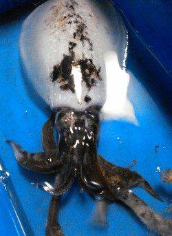 柴山港、ファーストヒットは19cmのメスのアオリ！