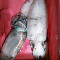 柴山港でのエギング釣果、潮が効きだした僅かな時合に釣れました