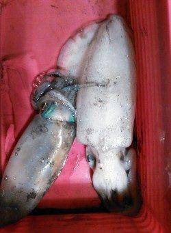 柴山港でのエギング釣果、潮が効きだした僅かな時合に釣れました