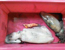 柴山港でのエギング釣果、潮が効きだした僅かな時合に釣れました