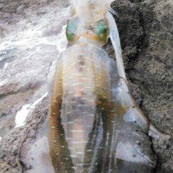 中層でガツンと！ 柴山港でアオリイカ胴長22cm750g♪