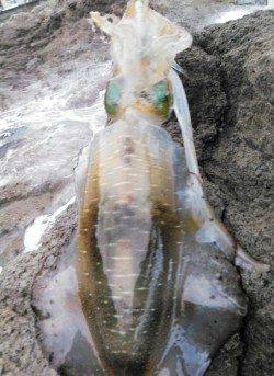 中層でガツンと！ 柴山港でアオリイカ胴長22cm750g♪