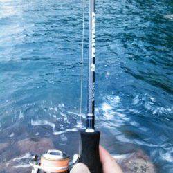 中層でガツンと！ 柴山港でアオリイカ胴長22cm750g♪