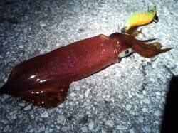 ケンサキにアオリ新子〜明石港でのエギング釣…