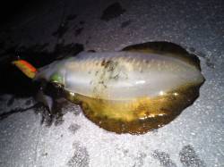 明石港でエギング、ケンサキとアオリの釣果