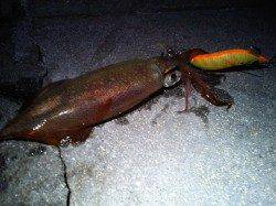 明石港でエギング、ケンサキとアオリの釣果