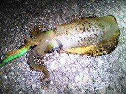 明石港でのエギング、最大大きめのトンカツを筆頭に５杯