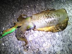 明石港でのエギング、最大大きめのトンカツを…