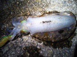 明石港でのエギング、最大大きめのトンカツを筆頭に５杯