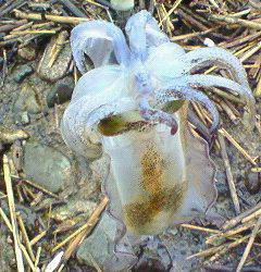 浜坂港にて雨の中エギング釣行