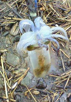 浜坂港にて雨の中エギング釣行