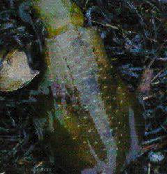 浜坂港にて雨の中エギング釣行