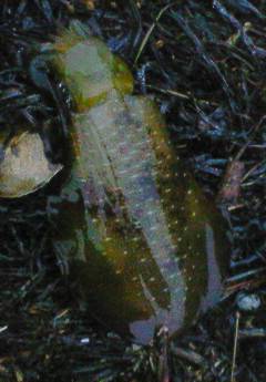 浜坂港にて雨の中エギング釣行