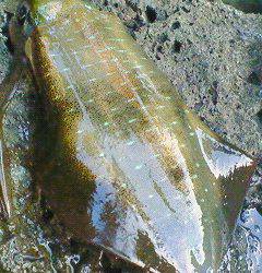 癒しを求め海へ・・・柴山港のエギング