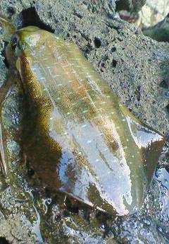 癒しを求め海へ・・・柴山港のエギング
