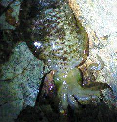 癒しを求め海へ・・・柴山港のエギング