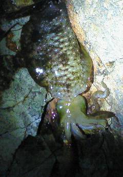 癒しを求め海へ・・・柴山港のエギング