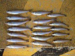 淡路の落ちギスのシーズンまでは、もう暫らくの辛抱