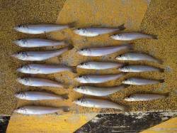 淡路の落ちギスのシーズンまでは、もう暫らく…