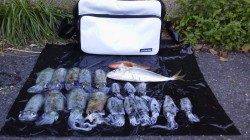 伊根の地磯周りのエギング釣行