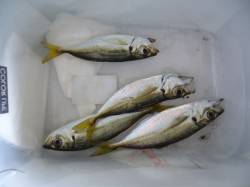 りんくう　ジグサビキで手のひらサイズのアジ…