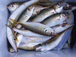 【りんくう】アジ入れ食い状態　カマスは渋めのようです