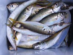 【りんくう】アジ入れ食い状態　カマスは渋め…