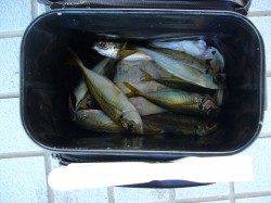 りんくうでエギング&アジング　アジは好調！