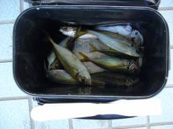 りんくうでエギング&アジング　アジ…