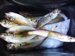 りんくう　ジグサビキ＆メタルジグでのアジング好調です☆