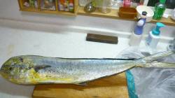 呑ませでシイラ８４㎝との楽しいファイト♪