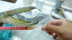 呑ませでシイラ８４㎝との楽しいファイト♪