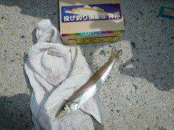 良型キスを求め佐野へ、シーズンが待ち遠しい