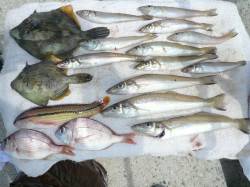 良型キスを求め佐野へ、シーズンが待ち遠しい…