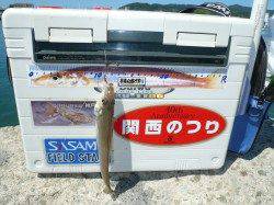 志筑でキス釣り、２時間程度で、お土産を釣って帰りました