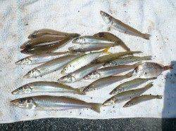 志筑でキス釣り、２時間程度で、お土産を釣って帰りました