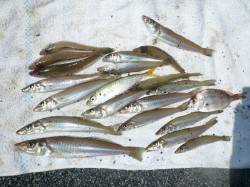 志筑でキス釣り、２時間程度で、お土産を釣っ…