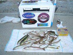 キスのサイズは25cmが最大、満足出来る釣行が出来ました