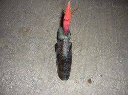 小島、ボトムからシャクリをいれてるとHITしました