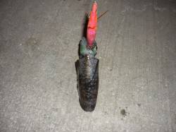 小島、ボトムからシャクリをいれてるとHIT…