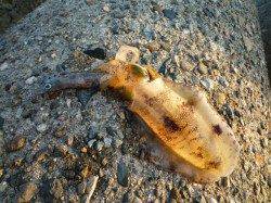 田結漁港でのエギング釣果