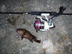 舞洲でのチニングで44㎝の真チヌ